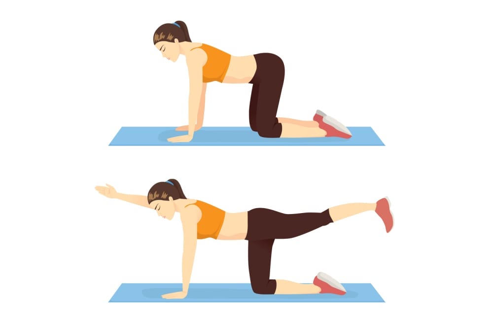 bird dog stretch for lower back pain